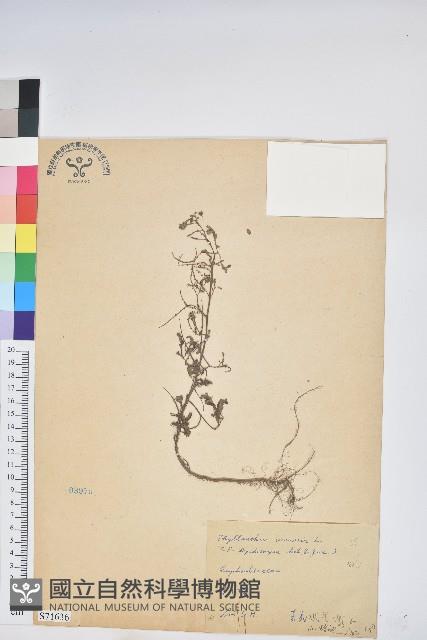 葉下珠、珠仔草藏品圖，第1張