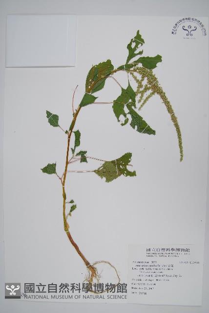 青莧藏品圖，第1張