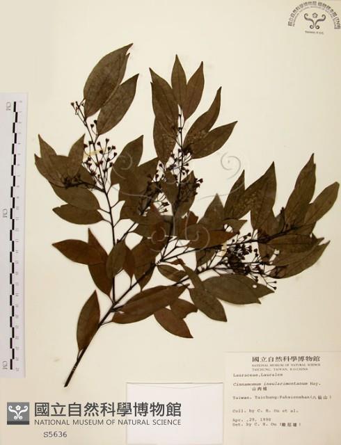 山肉桂、台灣肉桂藏品圖，第1張