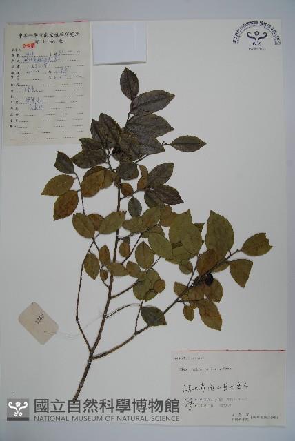 茶果冬青藏品圖，第1張