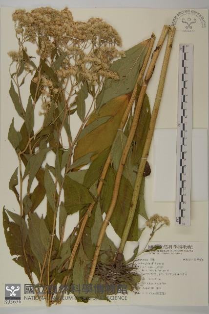 登錄號:S095636藏品圖，第1張