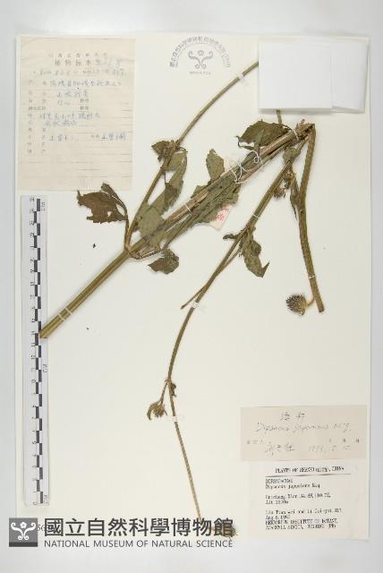 續斷藏品圖，第1張