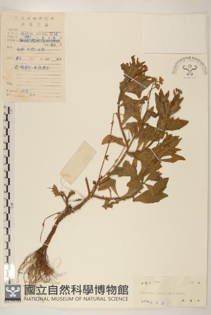 白頂飛蓬藏品圖，第1張