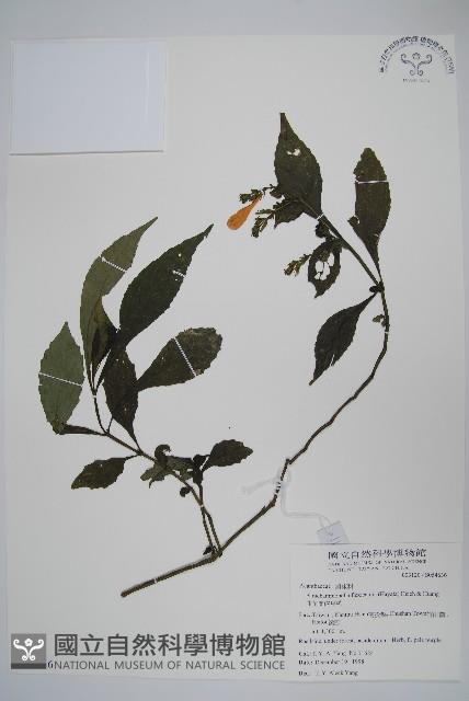 曲莖馬藍藏品圖，第1張