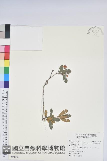 黃花著生杜鵑藏品圖，第1張