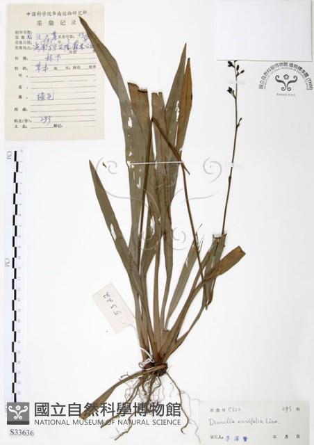 桔梗蘭藏品圖，第1張