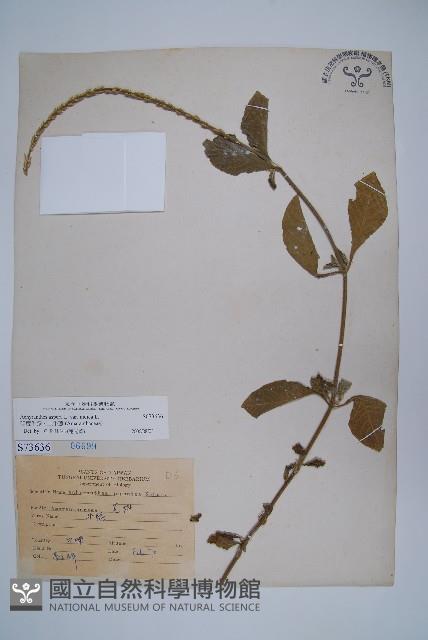 印度牛膝、土牛藤藏品圖，第1張