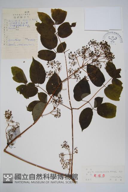 東北土當歸藏品圖，第1張