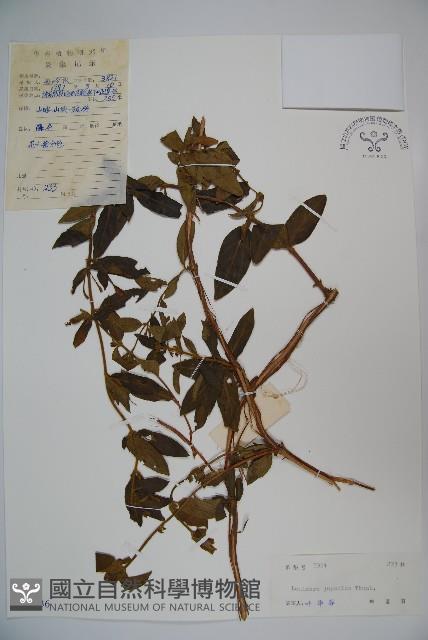 忍冬、金銀花藏品圖，第1張