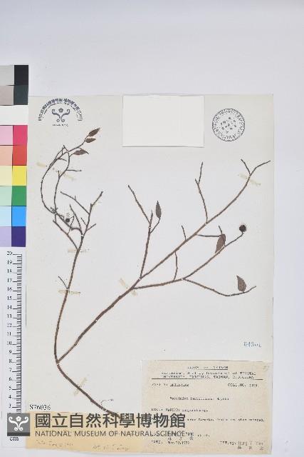 Taiwan Hugeria Collection Image