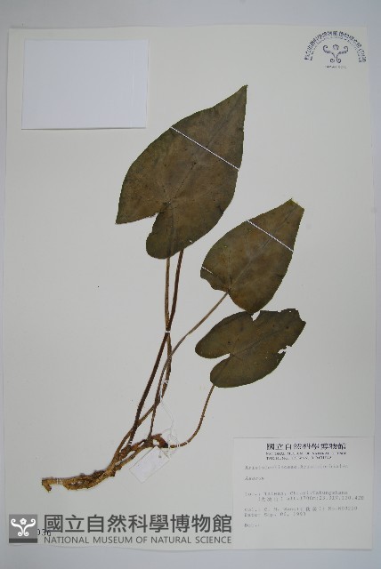 登錄號:S012036藏品圖，第1張