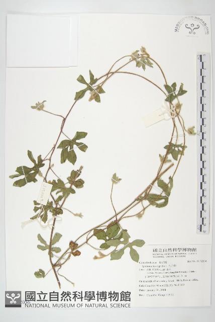 九爪藤藏品圖，第1張