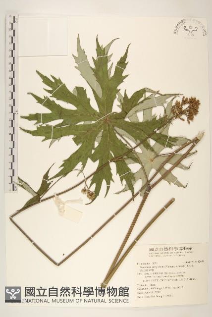 高山破傘菊藏品圖，第1張