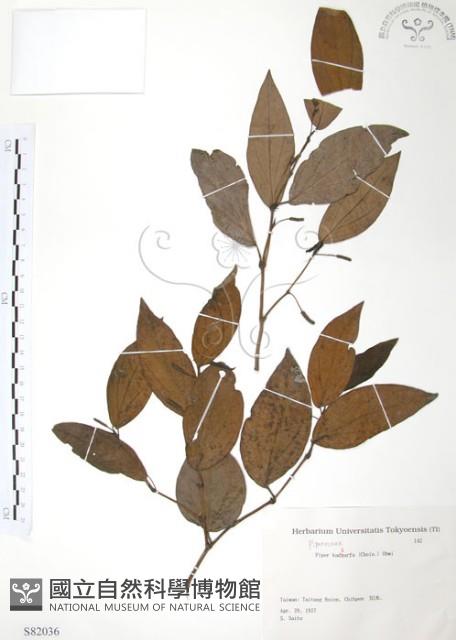 風藤藏品圖，第1張