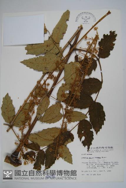 鵲不踏藏品圖，第1張