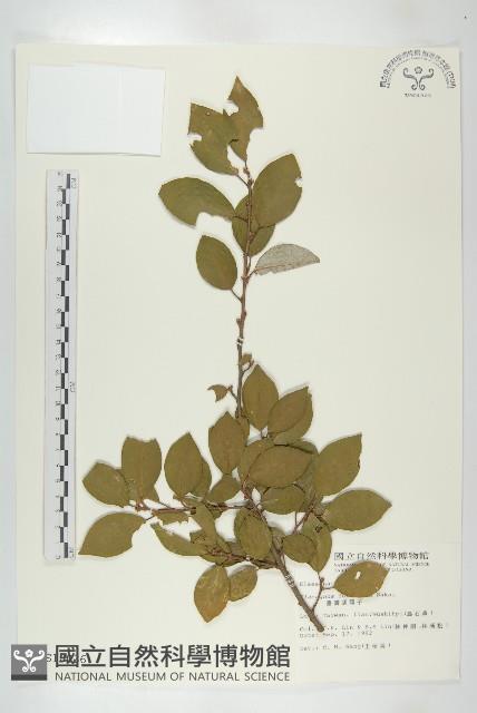 臺灣胡頹子藏品圖，第1張