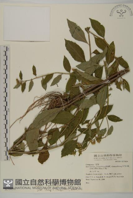 山白蘭藏品圖，第1張