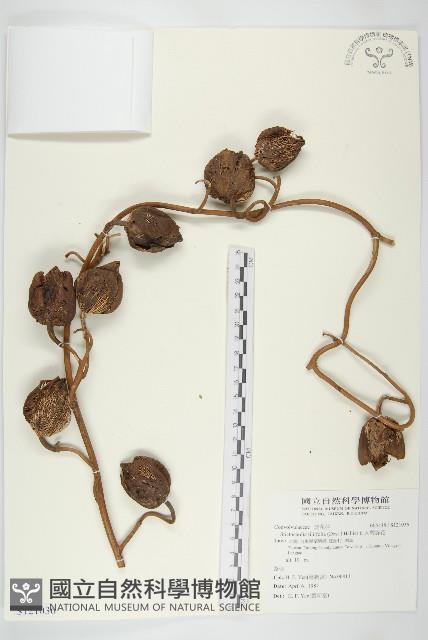 大萼旋花藏品圖，第1張