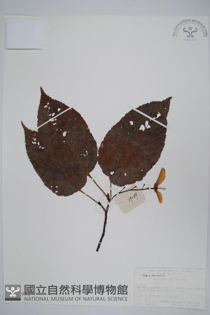 青榨槭藏品圖，第1張