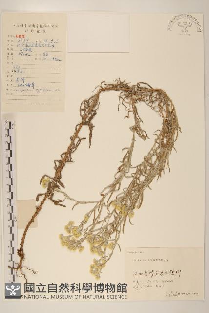 秋鼠麴草藏品圖，第1張