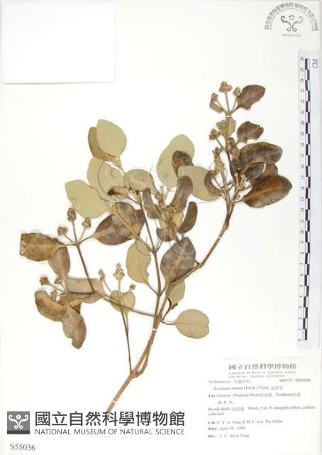 海茄苳藏品圖，第1張