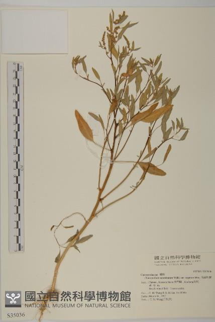 變葉藜、毛綠珠藜藏品圖，第1張