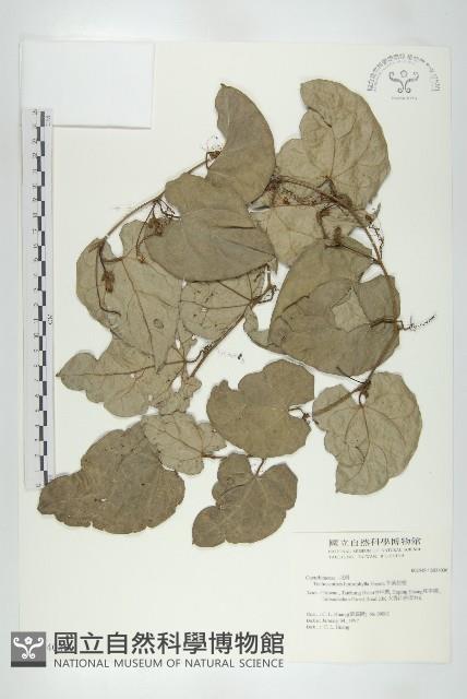 芋葉括樓藏品圖，第1張