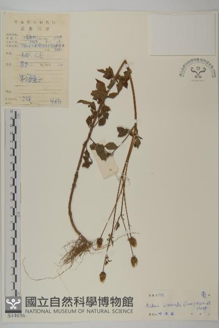 鬼針舅藏品圖，第1張