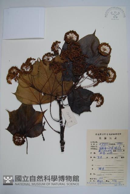 刺楸，蓖麻葉五加藏品圖，第1張