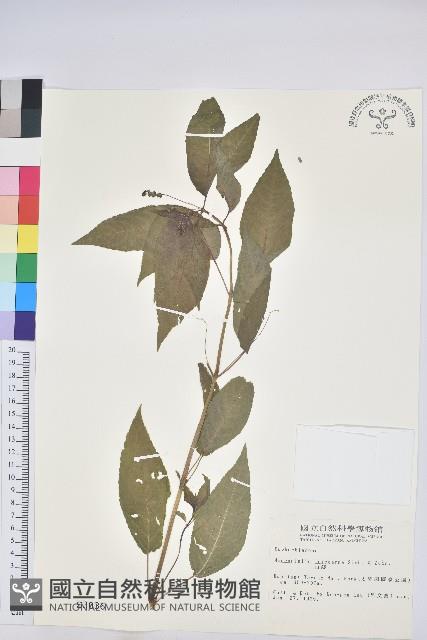 山靛藏品圖，第1張