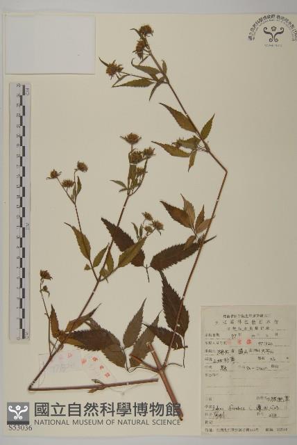 大狼把草藏品圖，第1張