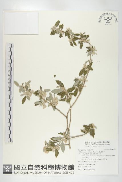 小葉胡頹子藏品圖，第1張