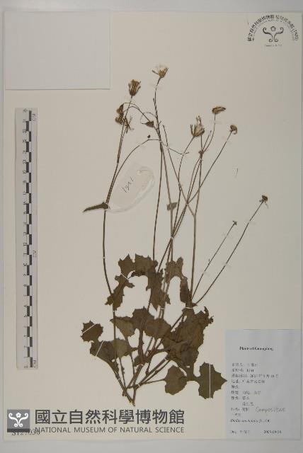 紫背草藏品圖，第1張