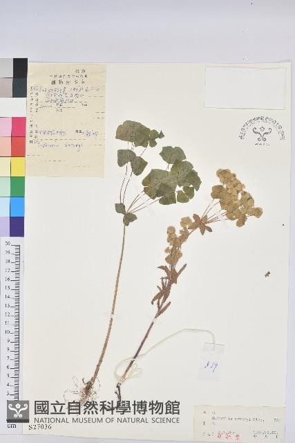 錐腺大戟藏品圖，第1張