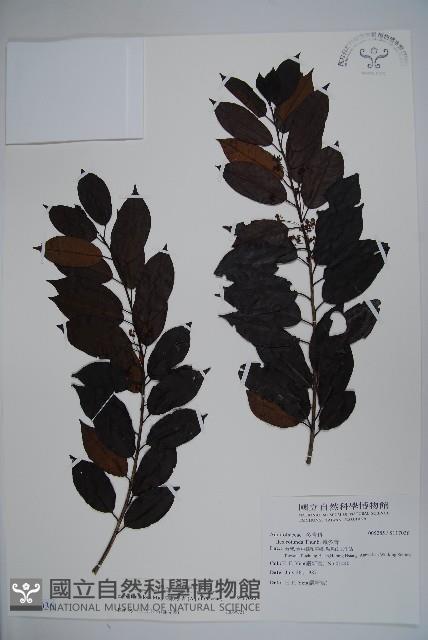 刻脈冬青藏品圖，第1張