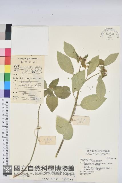 白苞猩猩草藏品圖，第1張