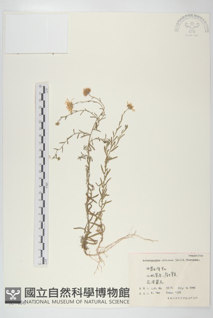 阿爾泰狗哇花藏品圖，第1張