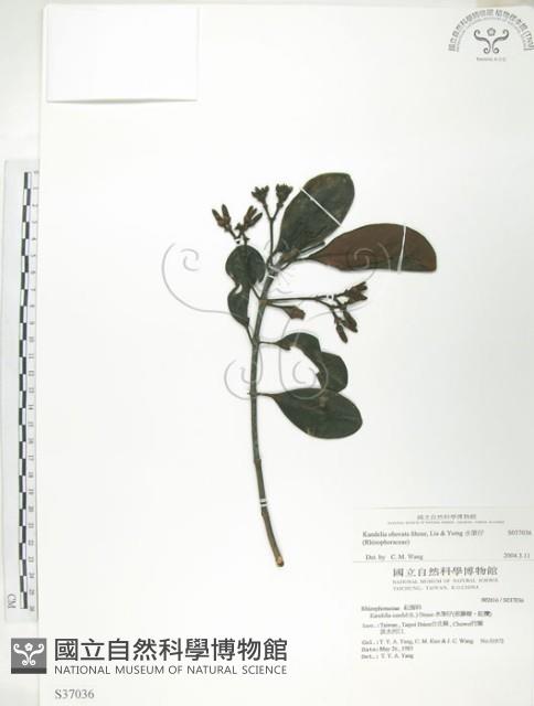 水筆仔藏品圖，第1張