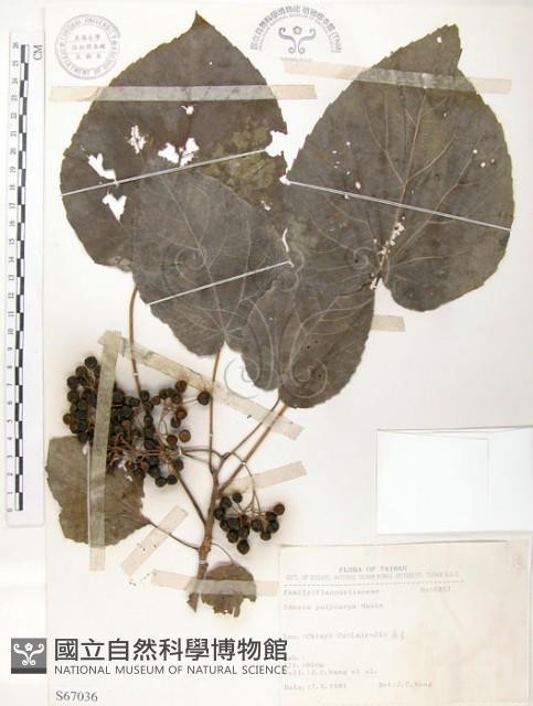 山桐子藏品圖，第1張