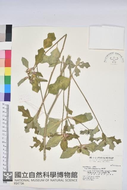 猩猩草藏品圖，第1張