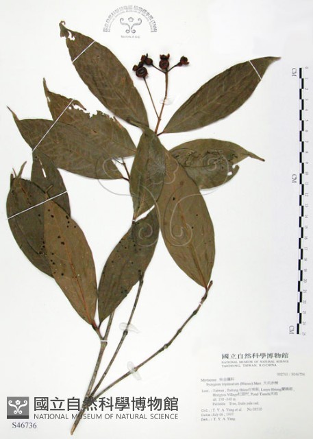大花赤楠藏品圖，第1張