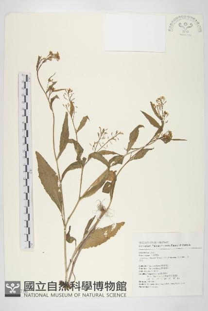 山芥菜藏品圖，第1張