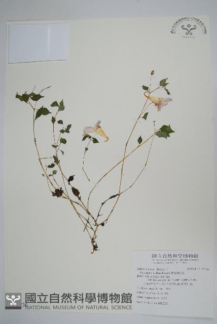 紫花鳳仙花藏品圖，第1張