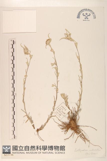 鑽葉火絨草藏品圖，第1張