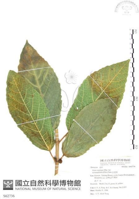 對葉榕藏品圖，第1張