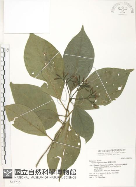 錫蘭玉心花藏品圖，第1張