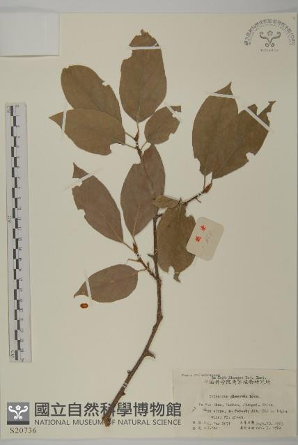 哥蘭葉藏品圖，第1張