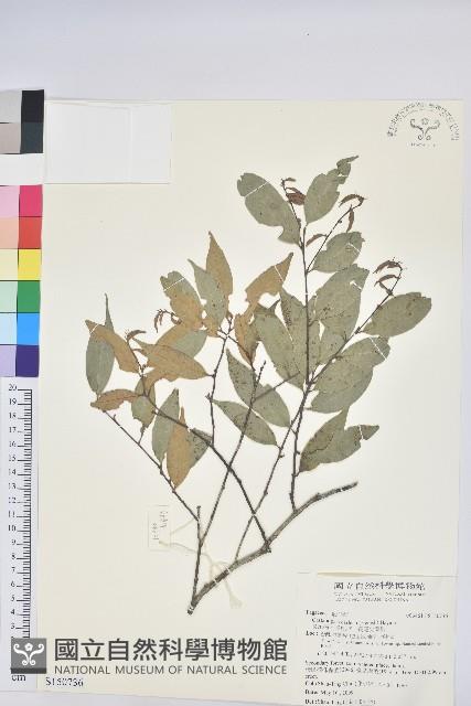 長尾栲、長尾柯、長尾尖葉櫧藏品圖，第1張