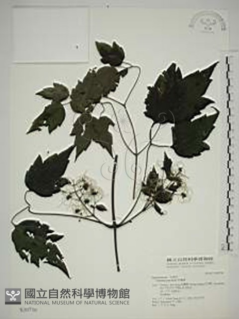 串鼻龍藏品圖，第1張