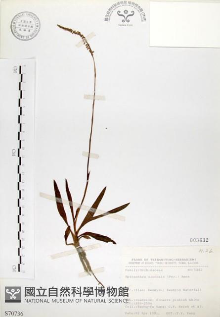 綬草藏品圖，第1張